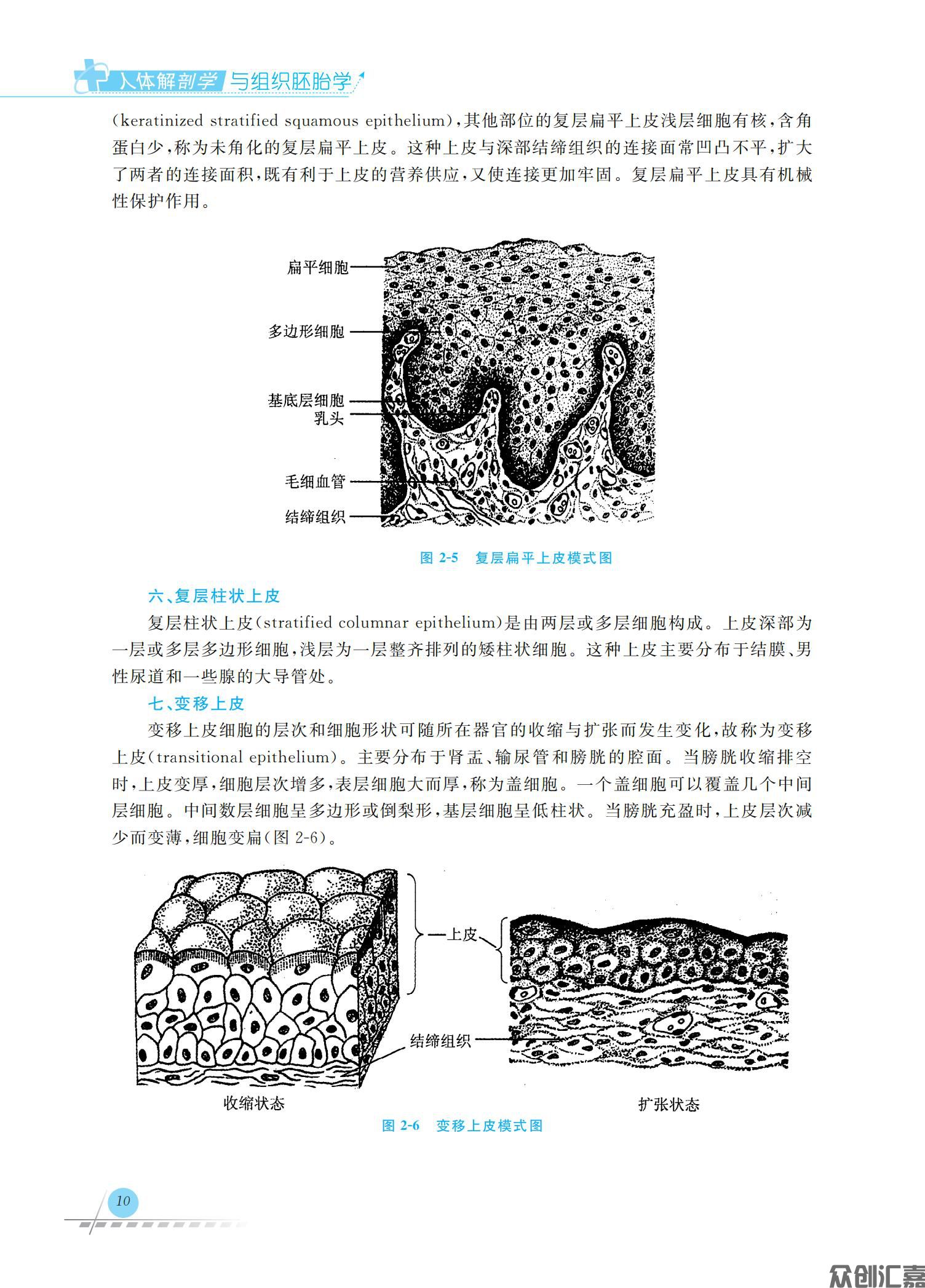 人体解剖学与组织胚胎学_17.jpg