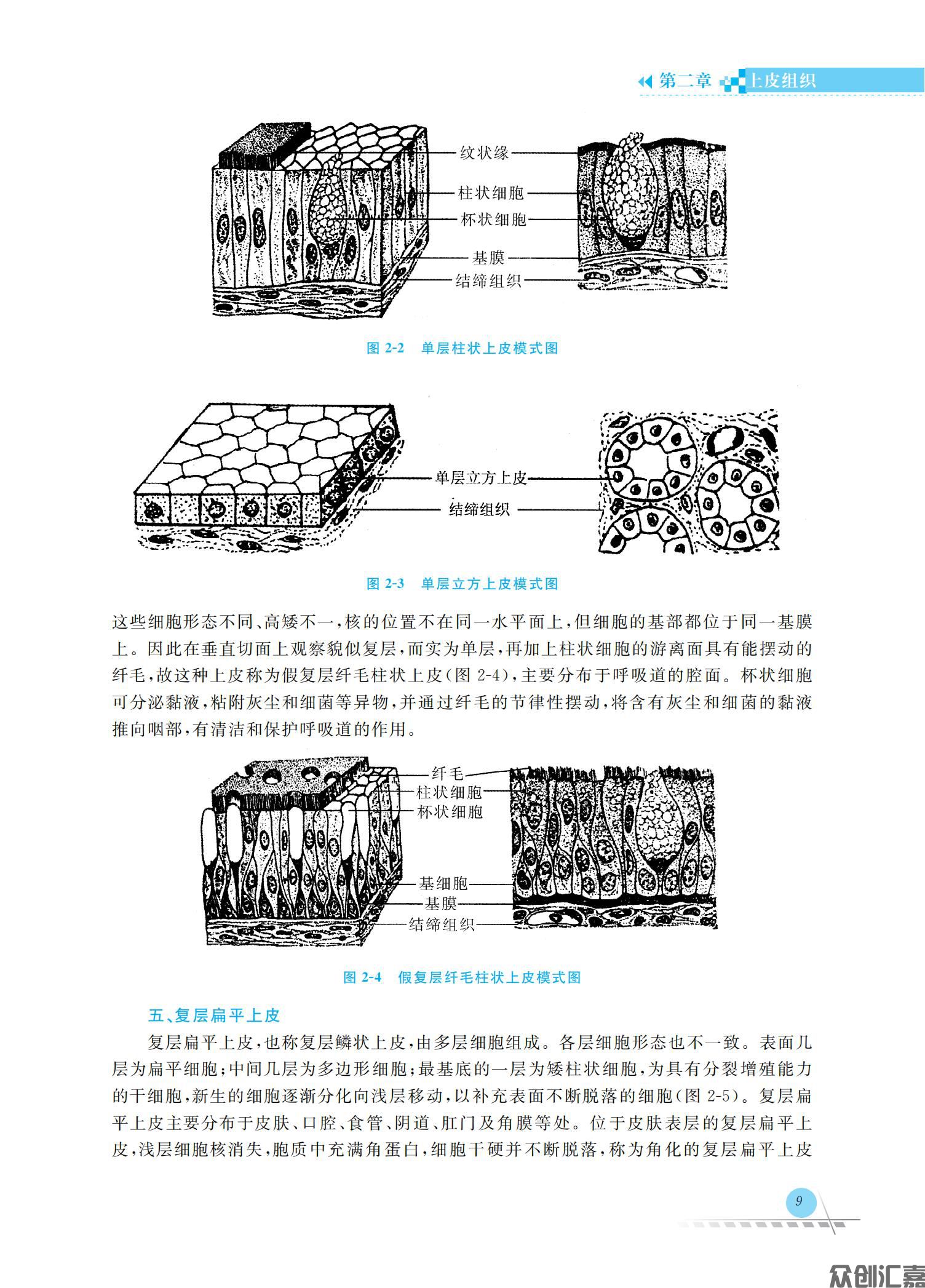 人体解剖学与组织胚胎学_16.jpg