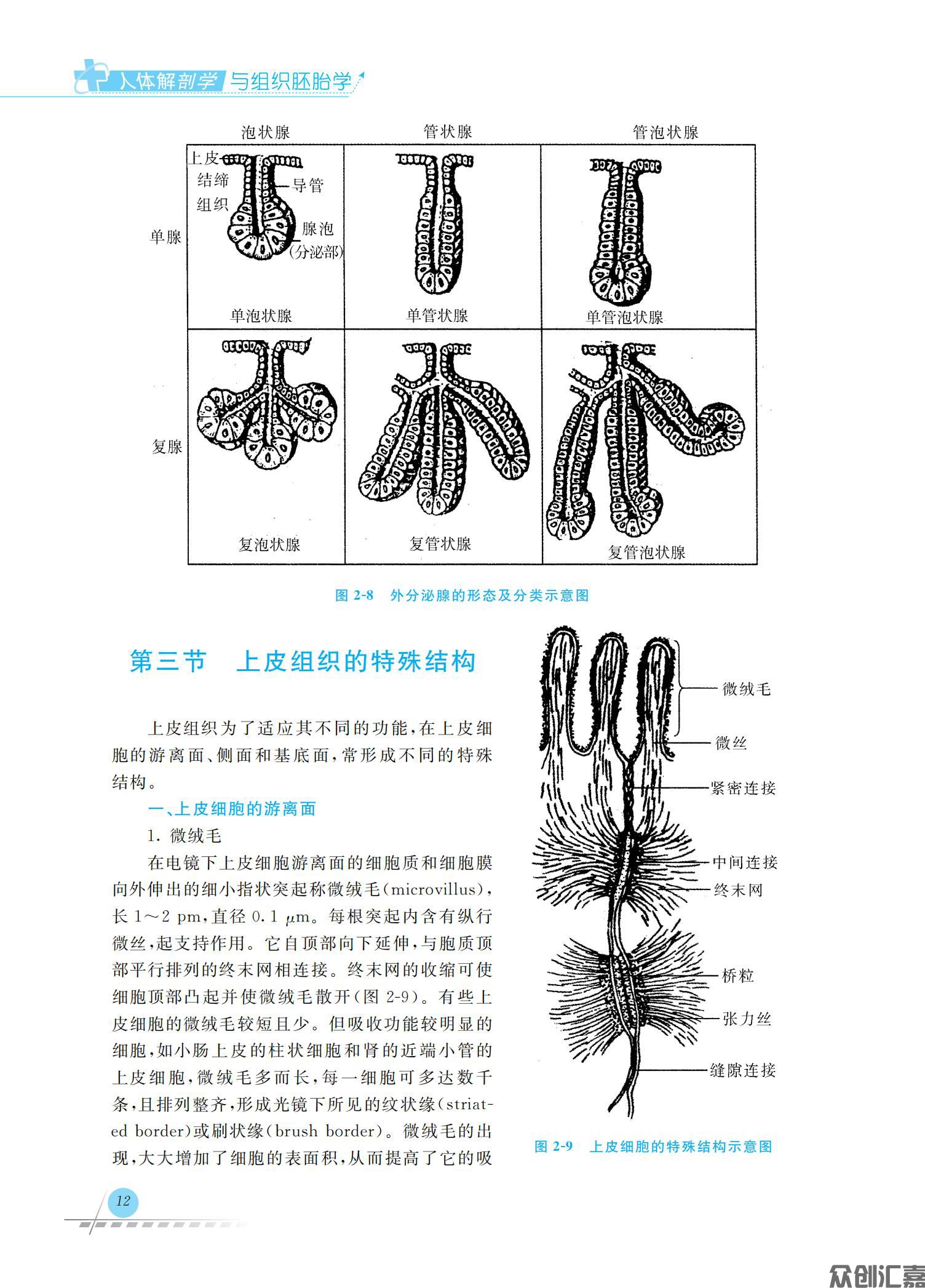 人体解剖学与组织胚胎学_19.jpg