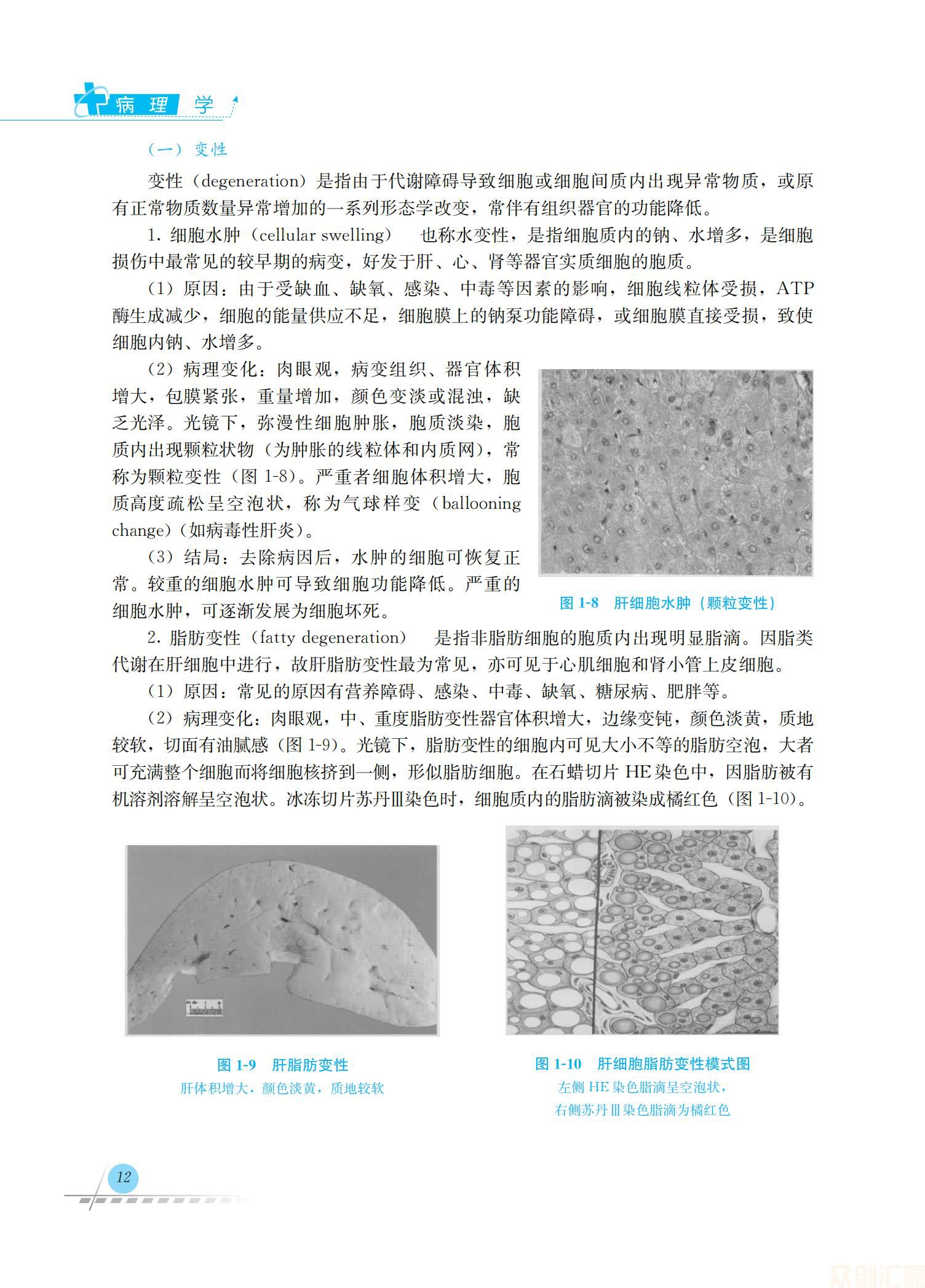 病理学36.00_19.jpg